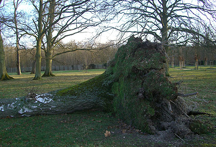 Arbre déraciné dans le parc © F. Sancho