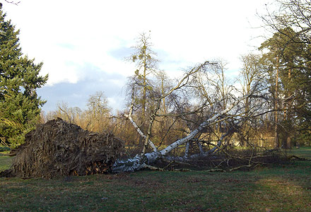 Arbre déraciné © F. Sancho