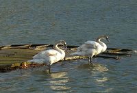 Oiseaux réunis sur le 
Grand Canal © 
Françoise Sancho