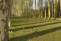 Branches tombées dans le parc du Château © Françoise Sancho